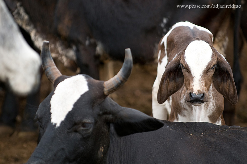 Bezerro e Vaca
