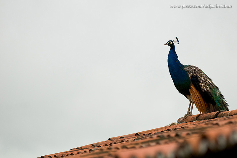 Pavo