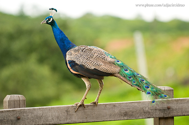 Pavo