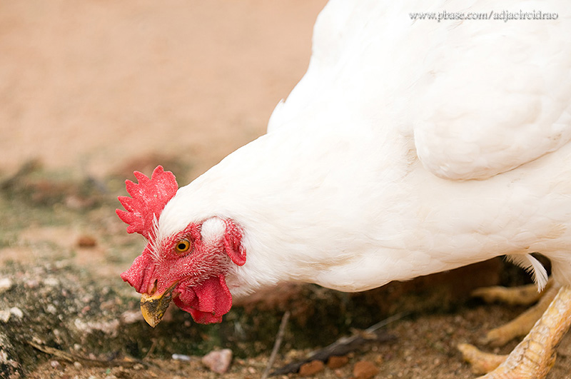 Galinha de Granja