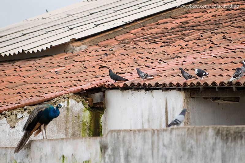 Pombos e Pavo