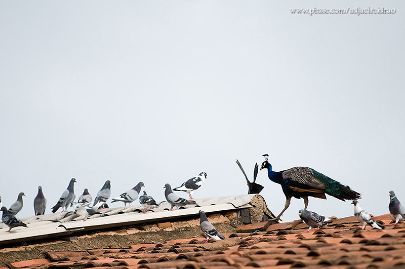 Pombos e Pavo