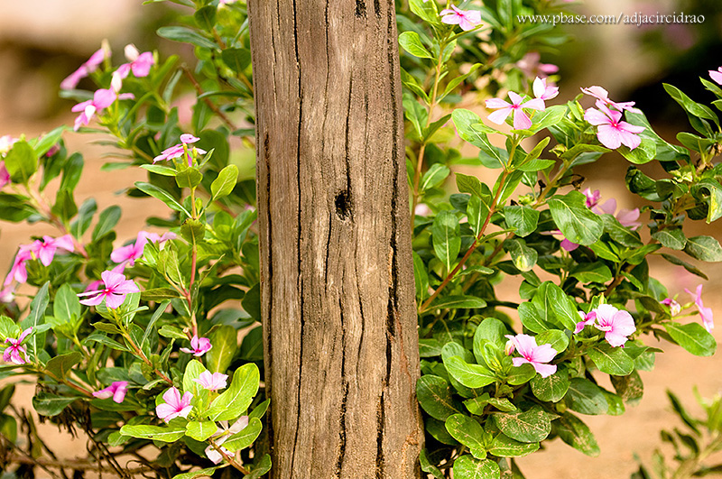 Detalhes, Flr