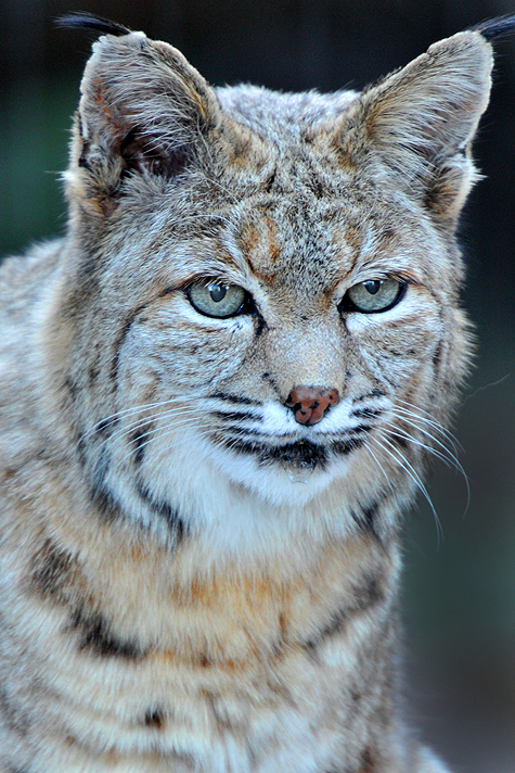 Bobcat 6