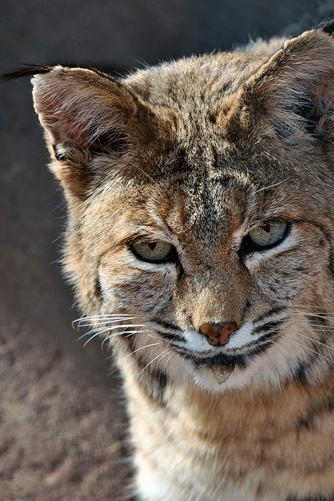 Bobcat 7