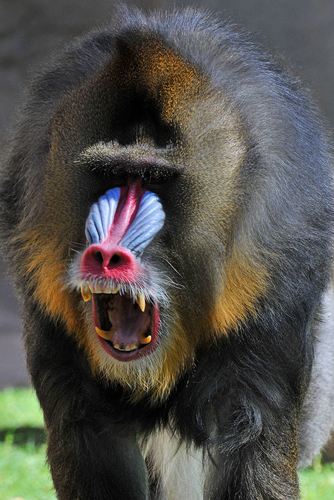 Baboon - Mandrill 6