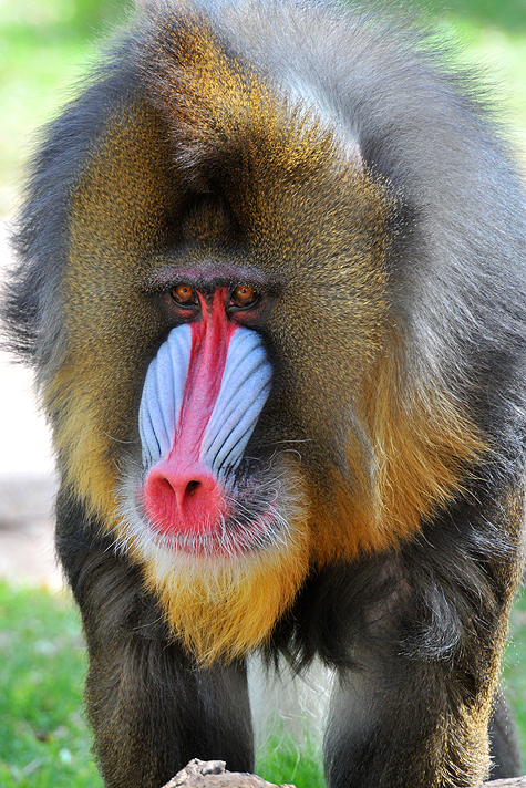 Baboon - Mandrill 7