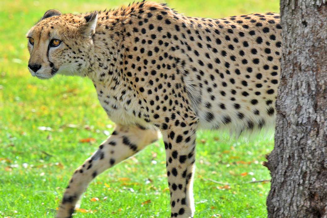 Cheetah 3