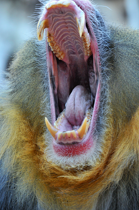 Baboon - Mandrill Teeth