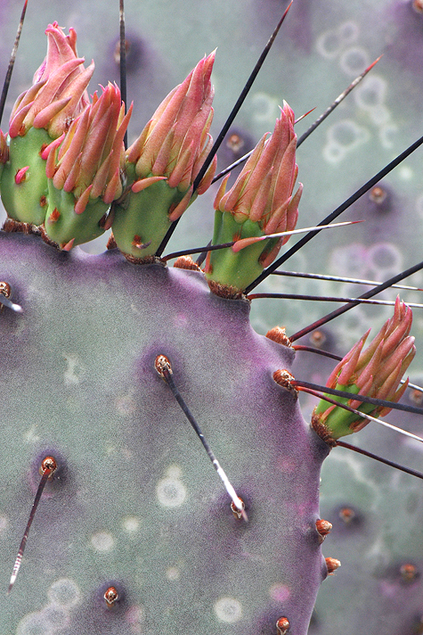 Long Spine Purple Prickly Pear Buds