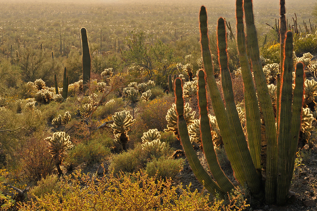 Organ Pipe NM Late Light 10