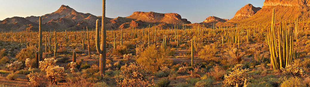 AZ - Organ Pipe NM Late Light 4