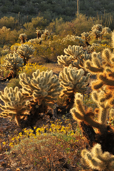 Organ Pipe NM Mid Morning Backlight 6