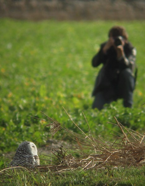 Zeeuwse paparazzo