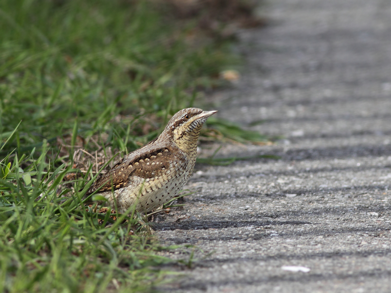 Draaihals / Wryneck