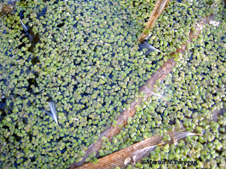 Lemna minor - Duckweed