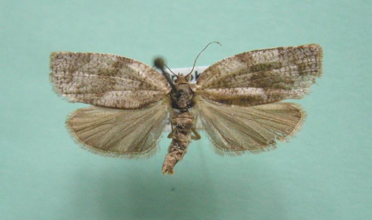 3637 Choristoneura conflictana
