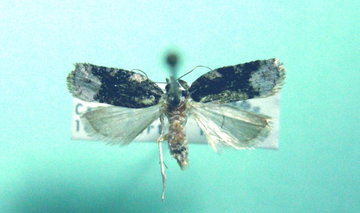 3544 Acleris clarkei
