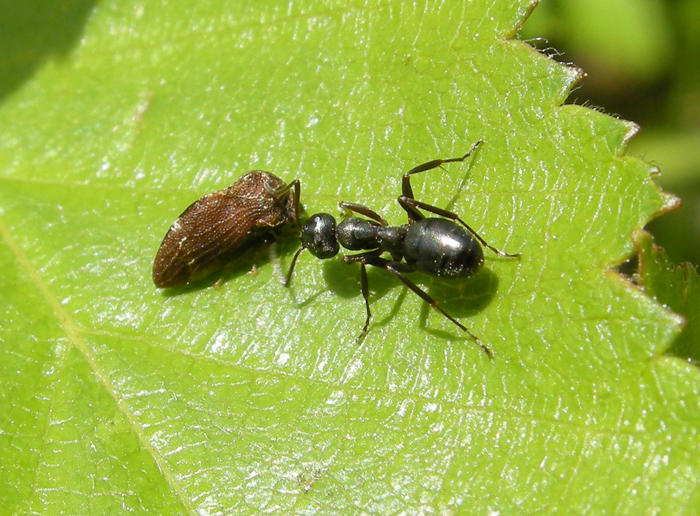 INSECTS 1