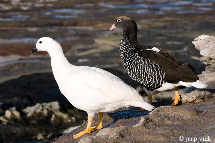 Kelp Goose - Kelpgans - Chloephaga hybrida