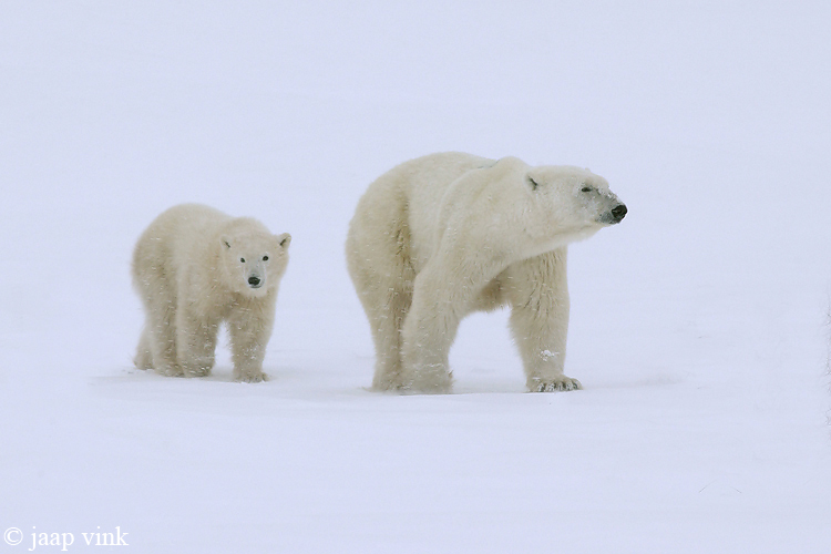 Polar Bear - IJsbeer - Ursus maritimus