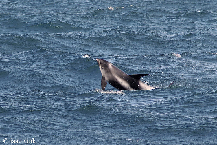White-beaked Dolphin - Witsnuitdolfijn - Lagenorhynchus albirostris