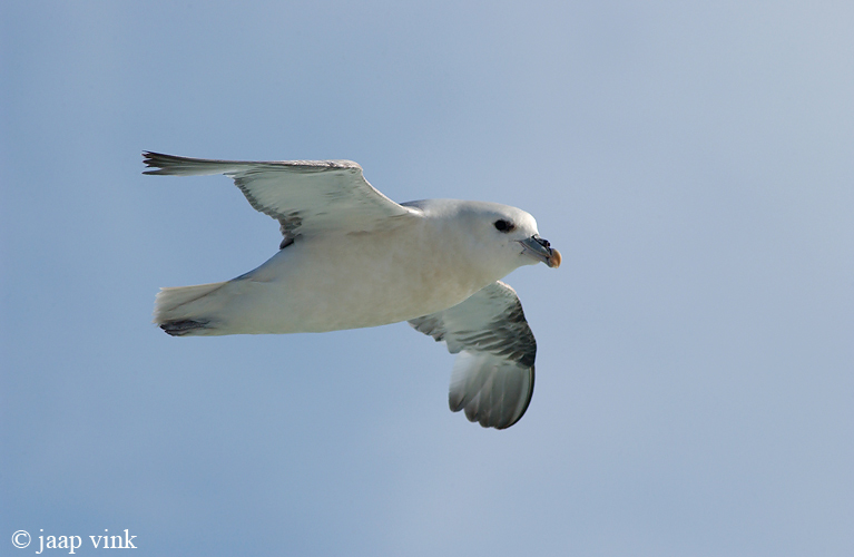 Northern Fulmar - Noordse Stormvogel - Fulmarus glacialis