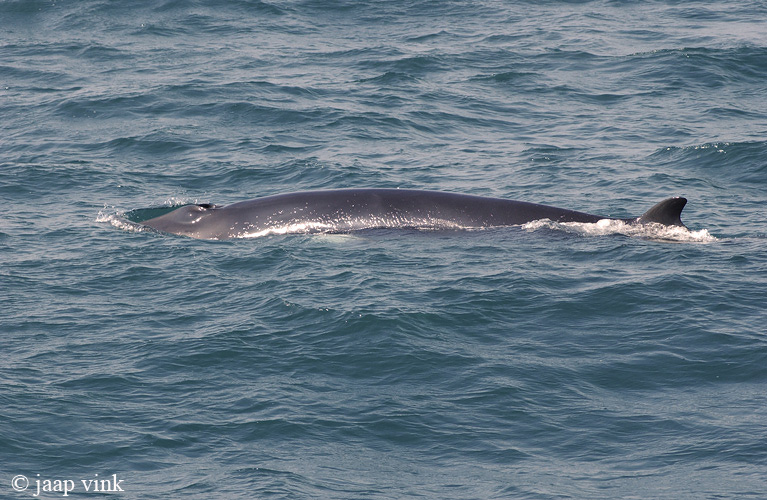 Minke Whale - Dwergvinvis -  Balaenoptera acutorostrata
