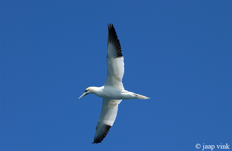 Northern Gannet - Jan-van-Gent - Morus bassanus
