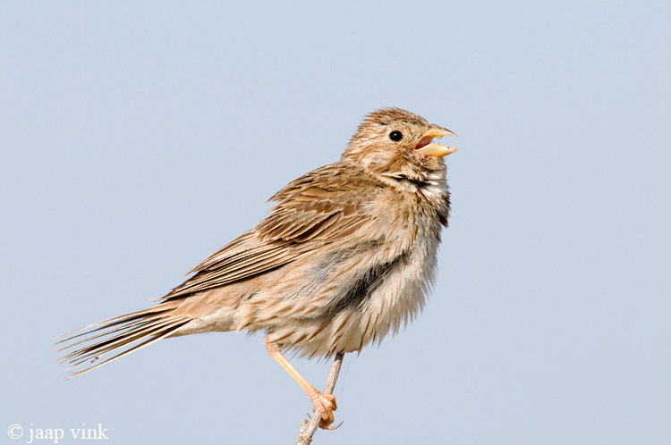 Corn Bunting - Grauwe Gors - Emberiza calandra