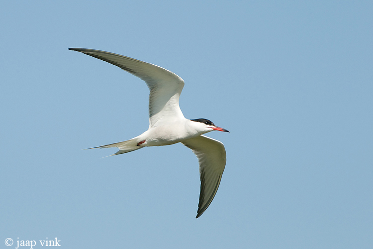 Common Tern - Visdief - Sterna hirundo