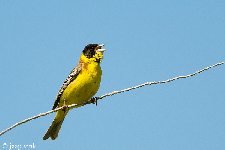 Black-headed Bunting - Zwartkopgors - Emberiza melanocephala