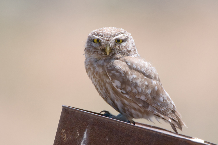 Little Owl - Steenuil - Athene noctua