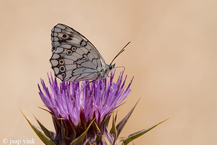 Lesbian Marbled White - Lesbisch Dambordje - Melanargia larissa lesbina