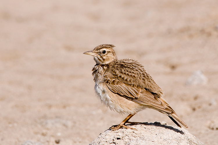 Crested Lark - Kuifleeuwerik - Galerida cristata