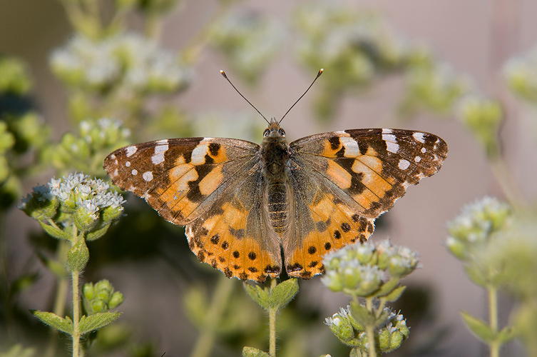 Painted Lady - Distelvlinder - Vanessa cardui