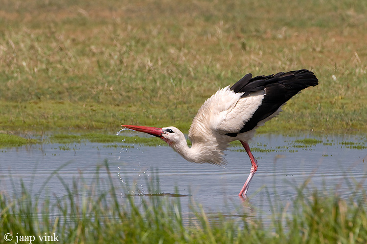 White Stork - Ooievaar - Ciconia ciconia