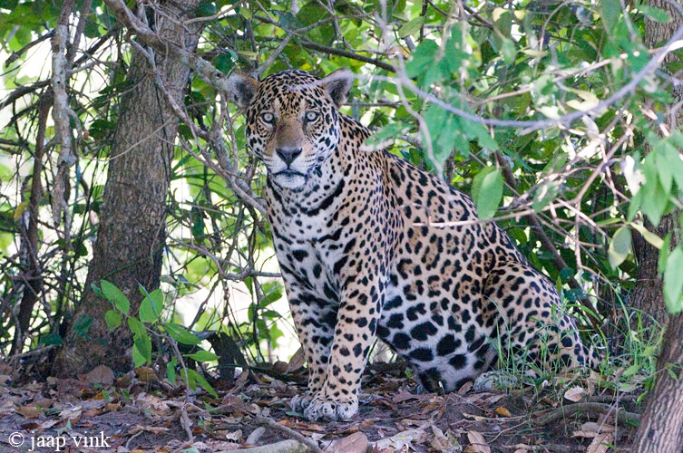Jaguar - Jaguar - Panthera onca