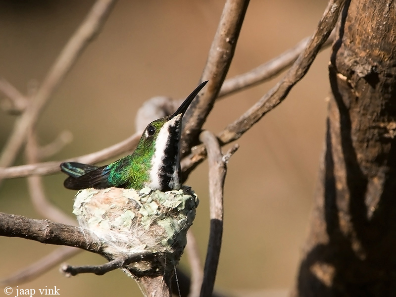 Black-throated Mango - Zwartkeelmango - Anthracothorax nigricollis