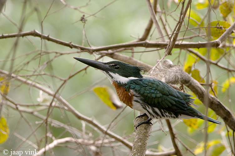 Amazon Kingfisher - Amazone-ijsvogel - Chloroceryle amazona