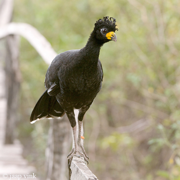 Bare-faced Curassow - Sclaters Hokko - Crax fasciolata