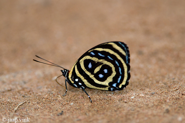 80-butterfly - Callicore pastazza