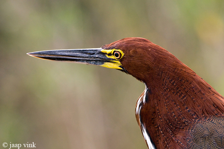 Rufescent Tiger Heron - Rosse Tijgerroerdomp - Tigrosoma lineatum