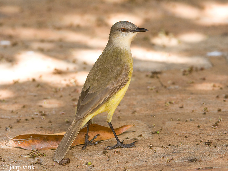 Cattle Tyrant - Veetiran - Machetornis rixosa