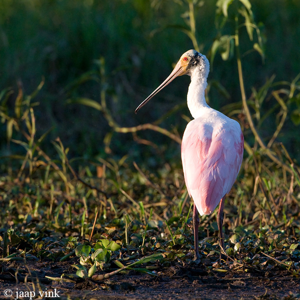 Roseate Spoonbill - Rode Lepelaar - Ajaia ajaia