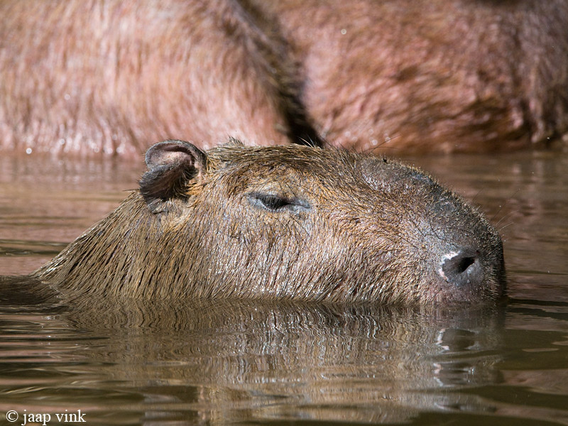 Capybara - Capibara - Hydrochoerus hydrochaeris
