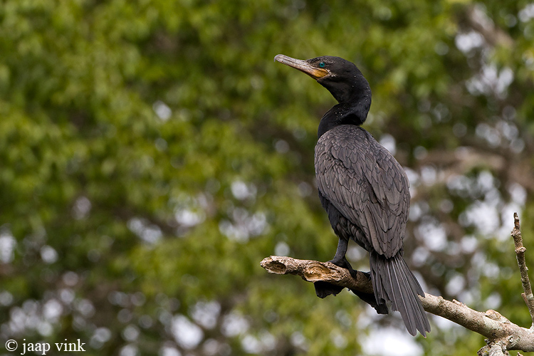 Neotropical Cormorant - Bigua Aalscholver - Phalacrocorax brasilianus