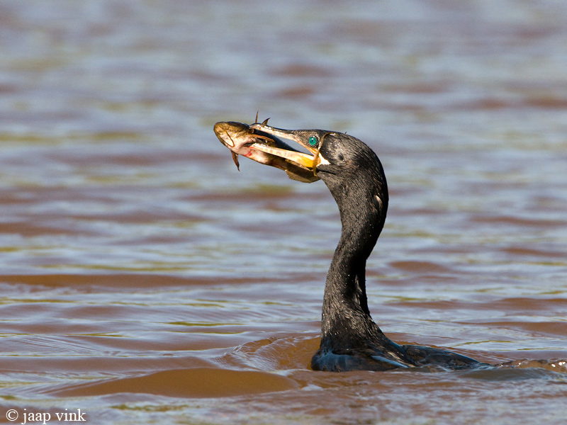 Neotropical Cormorant - Bigua Aalscholver - Phalacrocorax brasilianus
