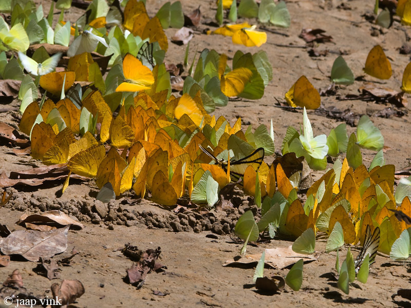 Apricot Sulphur - Phoebis argente