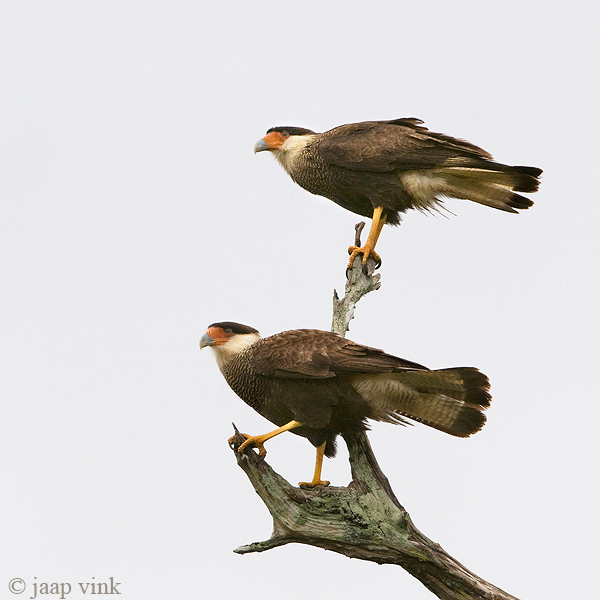 Southern Caracara - Kuifcaracara - Caracara plancus